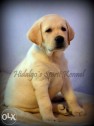 Pui Aurii Labrador Retriever cu pedigree tip A